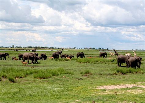 Visit Chobe National Park On A Trip To Botswana Audley Travel