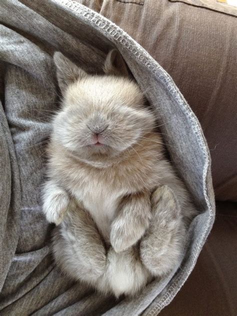 Fuzzy Bunny