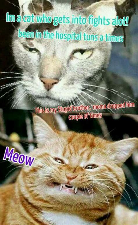 Crazu Cats All Messed Up Funny Memes Cats Funny Animals