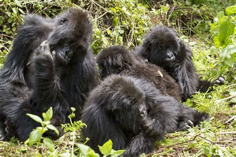 Three Day Bwindi Gorilla Trekking Safari From Kigali Shadows Of Africa