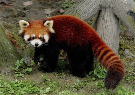 Red Panda Red Panda Panda Facts Panda Facts For Kids
