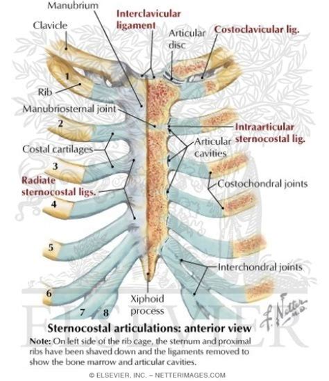 Maybe you would like to learn more about one of these? Ribs and Sternocostal Joints