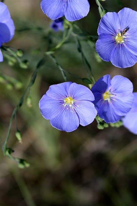 Wild Blue Flax Linum Lewisii Beautiful Flowers Naturalistic Garden