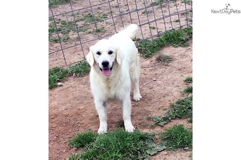 They are very playful with kids and other pets. Blue: English Golden Retriever puppy for sale near Eau ...