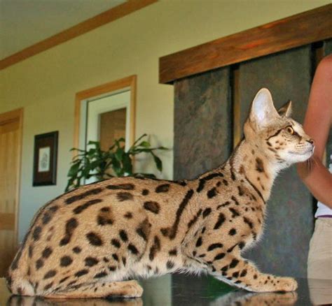 charity  serval savannah cat select exotics
