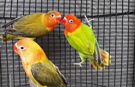 Jenis Lovebird Biola Lengkap Dengan Gambar Dan Harga Burungnya