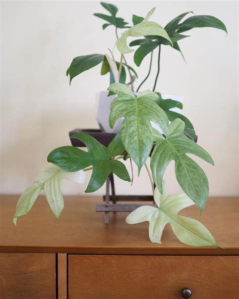 Common House Plants Pictures And Names Houseplants Common House Plants Pictu Common