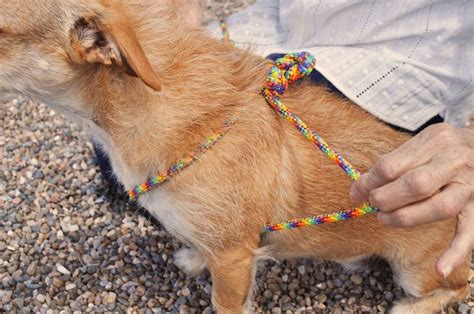 Rope N Go The Safe Gentle No Choke Dog Harnesscollar — No Choke