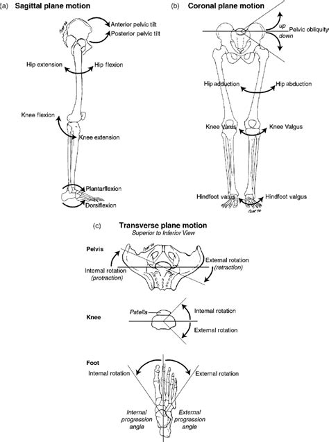 The Types Of Motion In The Three Anatomical Planes A Sagittal Plane