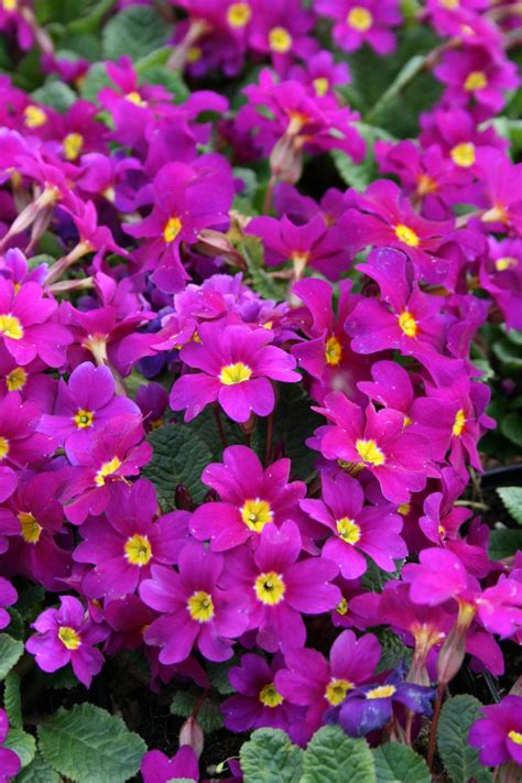 Sitzmöbel auf palettenkissen eignen sich ideal für ihren garten, balkon oder die terrasse. Garten-Kissen-Schlüsselblume Wanda kaufen - Garten von ...