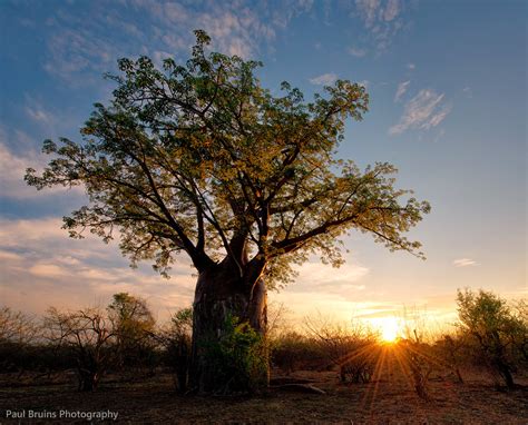Baobab Sunset The African Baobab Tree Adansonia Digitata Flickr