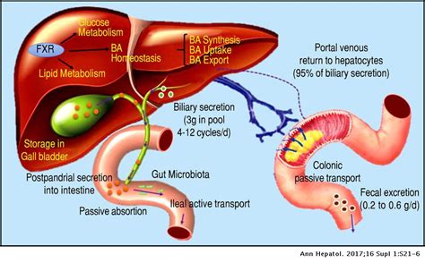 The Role Of The Gut Microbiota In Bile Acid Metabolism Annals Of