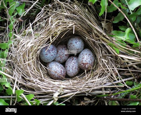 Sparrow Bird Nest Eggs Spring Speckled Stock Photo Alamy