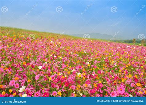 Wild Cosmos Flowers Field Stock Image Image Of Pink 63560937