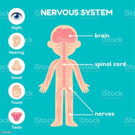 It comprises the brain and spinal cord. Nervous System Anatomy For Children Stock Illustration ...