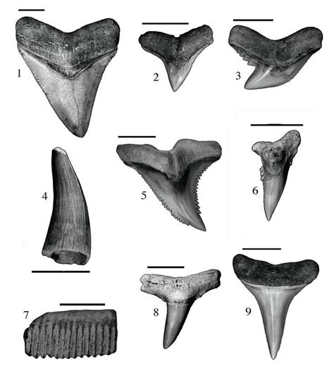 Identifying Fossil Shark Teeth Shark Tooth Fossil Shark Tooth Tattoo