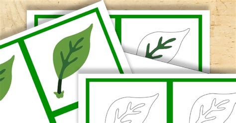 Parts Of A Leaf Free Montessori Printable