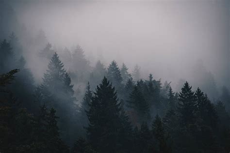 Tall Trees With Fog Hd Wallpaper Wallpaper Flare
