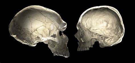Narrower Skulls Oblong Brains How Neanderthal Dna Still Shapes Us