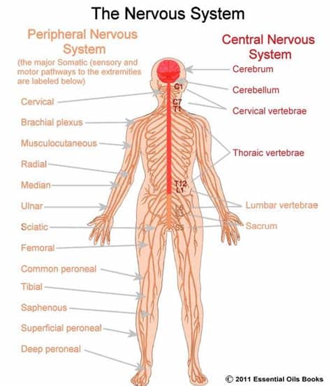 The nervous system is mainly divided into central nervous system, peripheral nervous system and autonomic nervous system. The Central Nervous System {Science} | Human nervous ...
