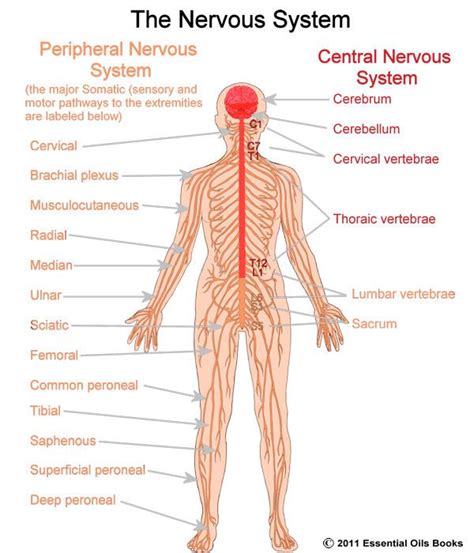 The peripheral nervous system consists of sensory neurons, ganglia (clusters of neurons) and nerves that connect the central nervous system to arms. The Central Nervous System {Science} | Human nervous ...