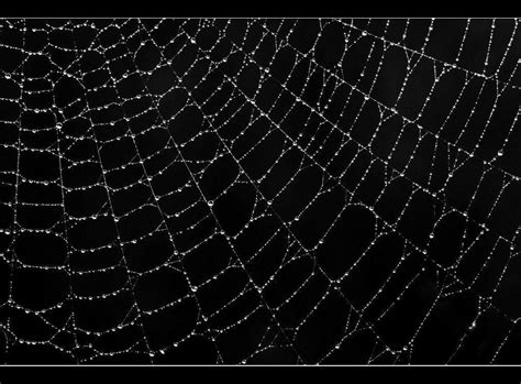 Spider Web Backgrounds Wallpaper Cave
