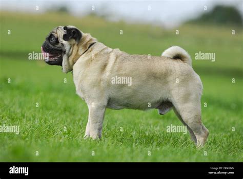 Pugs Side Profile Hi Res Stock Photography And Images Alamy