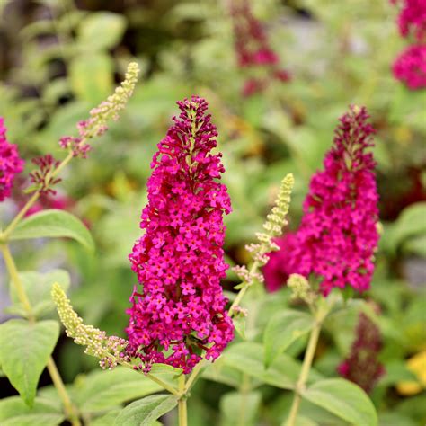 Miss Molly Butterfly Bush For Sale Garden Goods Direct