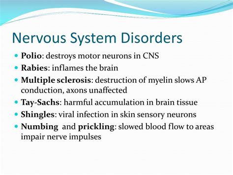 Ppt Fundamentals Of The Nervous System Powerpoint Presentation Free
