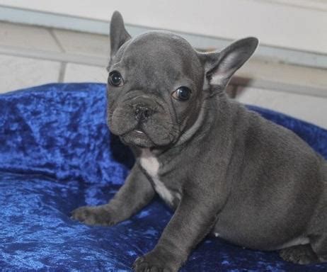 The french bulldog is a small sized domestic breed that was an outcome of crossing the ancestors of bulldog brought over from england with the local. dascvda BLUE French bulldog puppies for sale. for Sale in ...