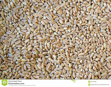 Farro Seedss Stock Photo Image Of Monococcum Grains 91512632