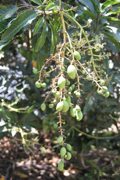 Berapa Tahun Sekali Pohon Mangga Berbuah