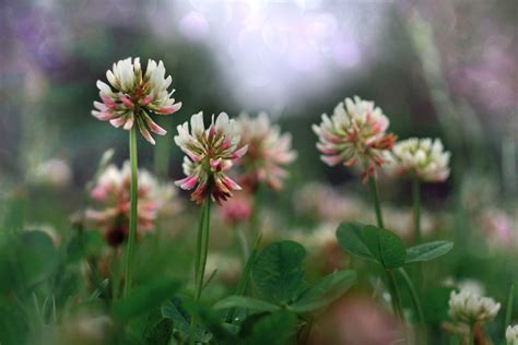Clover Flowering Wildflower Plant Free Stock Photo Public Domain Pictures