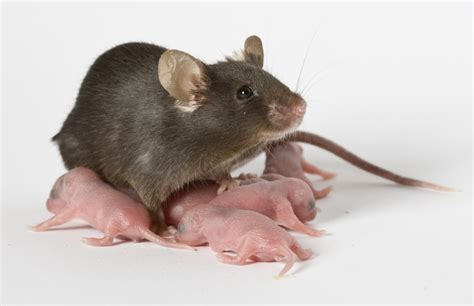 Laboratory Mouse 0 Oncozine