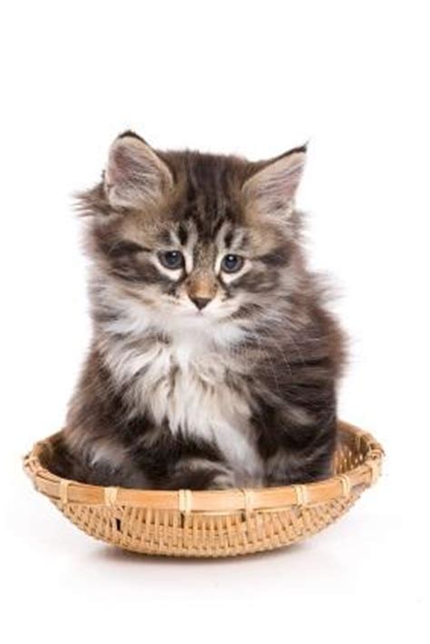 They have luxurious coats and lovely personalities to match. Siberian Cats | LoveToKnow