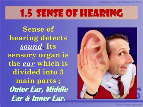 Ppt 15 Sense Of Hearing Powerpoint Presentation Free Download Id
