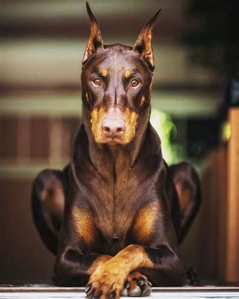 15 Amazing Doberman Pinscher Facts You May Not Have Known The Dogman
