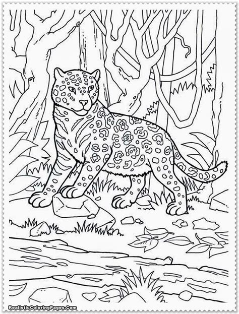 Safari Animal Coloring Coloring Pages