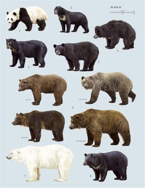 Conozca A Su Oso Bear Species Sloth Bear American Black Bear