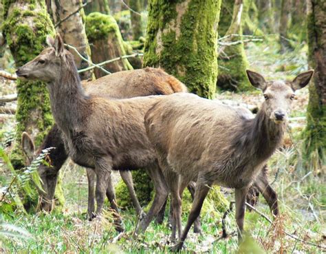 The Red Deer Cervus Elaphus Irelands Largest Wild Mammal In