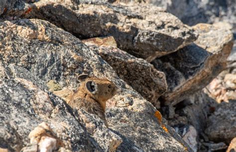 Ochotonidae Images Browse 48 Stock Photos Vectors And Video Adobe