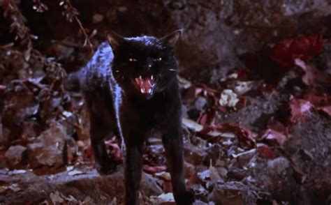Famous Black Cats Black Feline Icons From Pop Culture