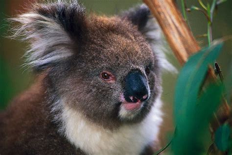 Animals In Australian Rainforests