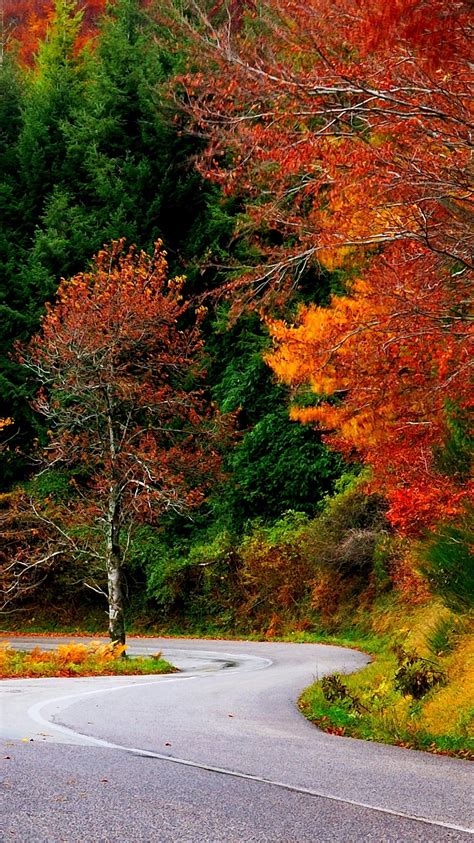 Forest Autumn Fall Road Leaves Trees Colorful Nature