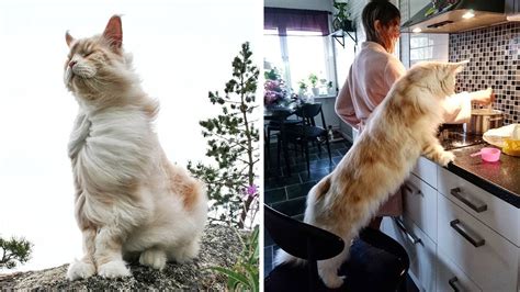 It is one of the oldest natural breeds in north america. The Massive Maine Coon cat Making Everyday Cat Life Look ...