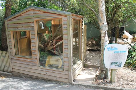 Eastern Water Dragon Enclosure Zoochat