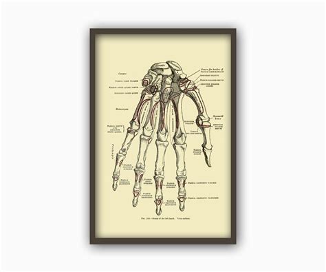 Hand Bone Print Human Anatomy Skeleton Vintage Illustration Etsy