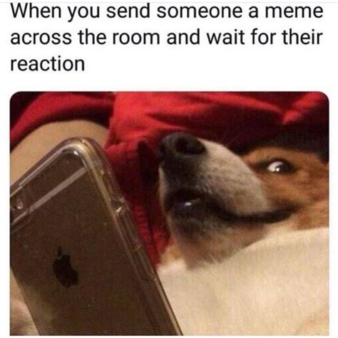 Cute Dog Meme When You Send Someone A Meme Across The Room And Wait For Their Reaction Comics