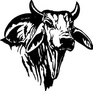 Bahman Bull Mr V8 194 7 V8 Ranch Brahman Cattle In Hungerford And