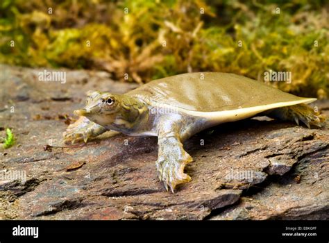 Spiny Softshell Turtles Trionyx Spiniferus Apalone Spinifera On A